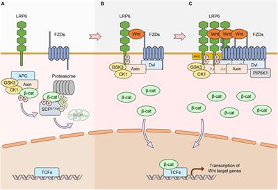 Regulation of the Low-Density Lipoprotein Receptor-Related Protein LRP6 and Its Association With Disease: Wnt/β-Catenin Signaling and Beyond